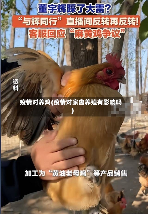 疫情对养鸡(疫情对家禽养殖有影响吗)