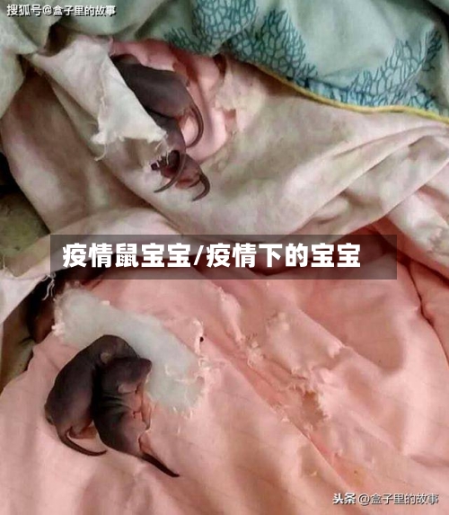 疫情鼠宝宝/疫情下的宝宝