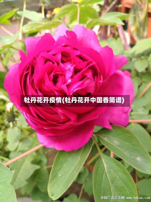 牡丹花开疫情(牡丹花开中国香简谱)