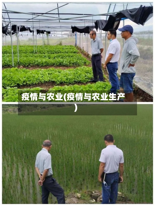 疫情与农业(疫情与农业生产)