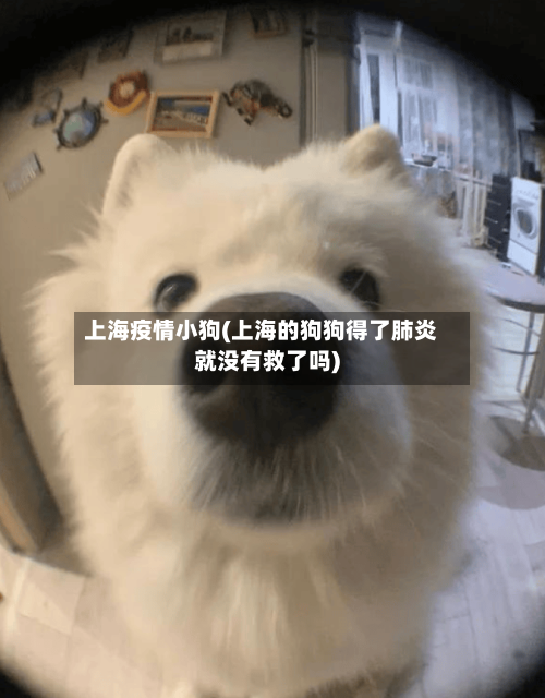 上海疫情小狗(上海的狗狗得了肺炎就没有救了吗)