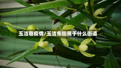 玉洁巷疫情/玉洁东街属于什么街道