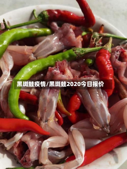 黑斑蛙疫情/黑斑蛙2020今日报价