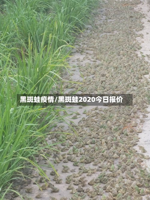 黑斑蛙疫情/黑斑蛙2020今日报价-第2张图片