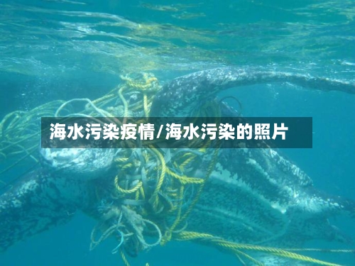 海水污染疫情/海水污染的照片-第3张图片