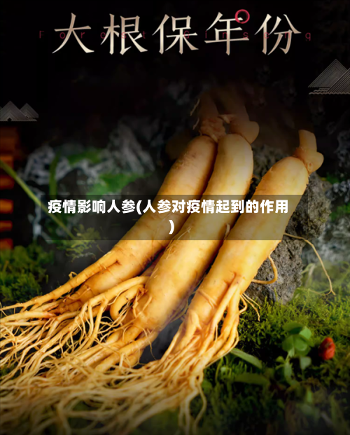 疫情影响人参(人参对疫情起到的作用)-第2张图片