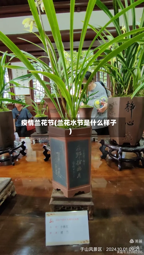 疫情兰花节(兰花水节是什么样子)