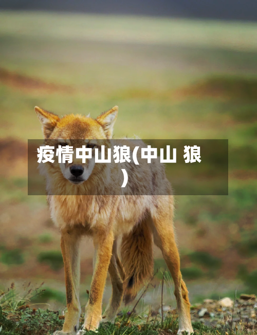 疫情中山狼(中山 狼)